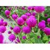 Mixed Color Globe Amaranth Gomphrena Seeds Purple Red White Dried