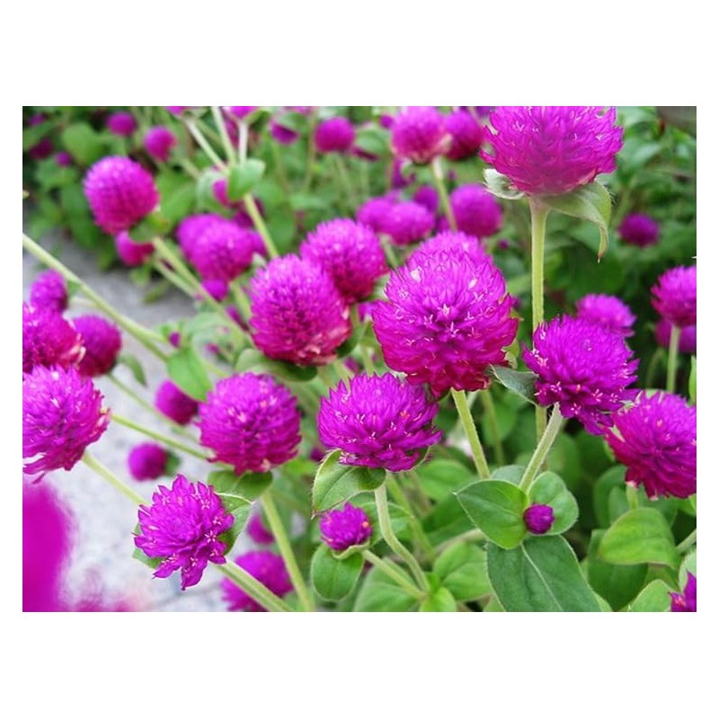 Mixed Color Globe Amaranth Gomphrena Seeds Purple Red White Dried