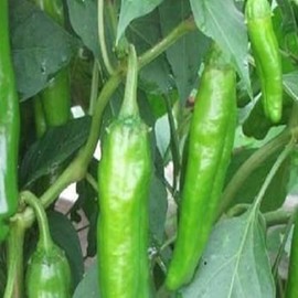 100 Anaheim Chili Hot Pepper Seeds for Planting Fresh Non GMO Heirloom Hot Chili Pepper Seeds