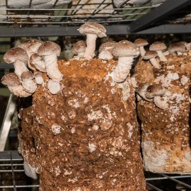 Out Grow Shiitake (Lentinula edodes) Liquid Culture