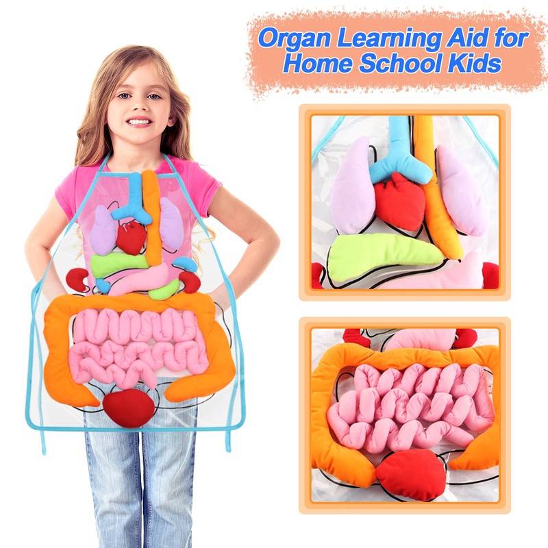 KAKIBLIN 3D Organ Apron,(Upgrade Version) Anatomy Apron Human Body Organs