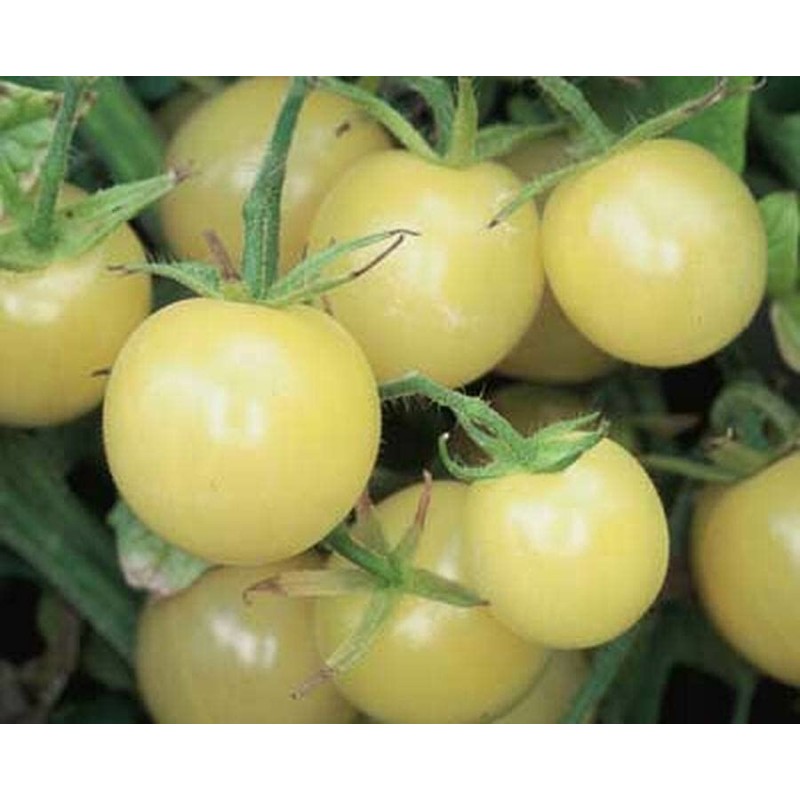 RAISE ME UP: Seeds Italian Ice Cherry Tomato White Indeterminate