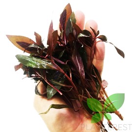 Planterest - Ludwigia Peruensis Red Potted Tropical Easy Live Aquarium Plant Decorations BUY2GET1FREE