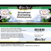 Bianca Rosa Strawflower (Everlasting, Helichrysum) Cream (2 oz, ZIN: 514974)