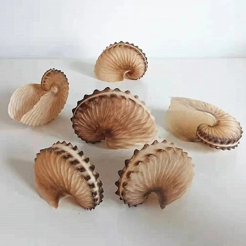 Real Argonaut Shell Paper Nautilus Shell Natural Brown Seashell Rare