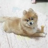 THE SPORN COMPANY Dental Toy for Dogs Marrowbone Petite