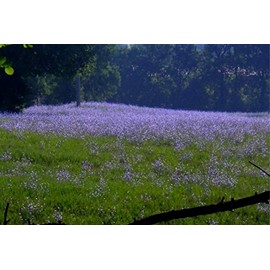 Chicory Food Plot Seeds (1, 15 lb.)
