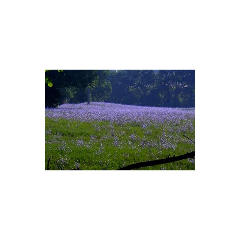 Chicory Food Plot Seeds (1, 15 lb.)
