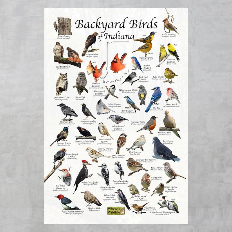 Where's Wildlife Backyard Birds of Indiana Bird Identification Poster (12"