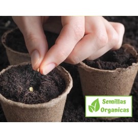 25 Semillas Exóticas De Chile Picante Thai Para Tu Huerto