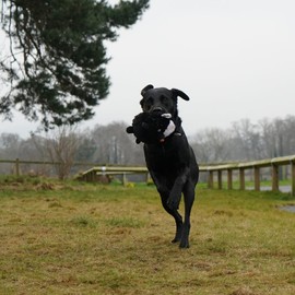 Ancol Play Time For Dogs Plush Squeaky Cuddle Quilted Woodland Animals mixed pack with three styles