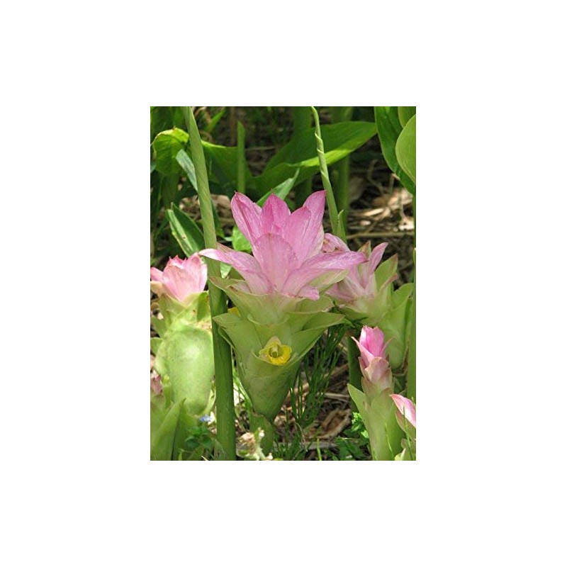 Spring Turmeric Spring Uchin Flour, Aluminum Bag, 7.1 oz (200