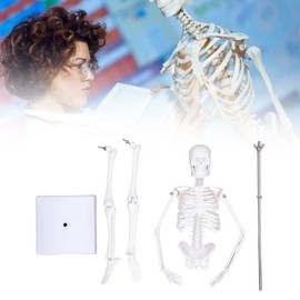 Mini Modelo de Esqueleto de 45 Cm, Estructura ósea del Cuerpo Humano de PVC con Articulaciones Móviles para Estudiantes de Medicina, Quiroprácticos y Fisioterapeutas