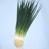 Onion Seeds - Bunching - Kyoto Kujo Negi - 3