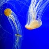 Seachem Prime Fresh and Saltwater Conditioner - Chemical Remover and