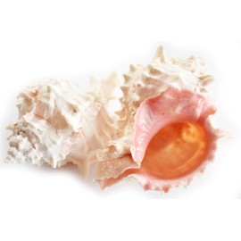 Set of 12 Large Pink Murex Shell 4-4 1/2"  Beach Wedding Craft Decor Hermit Crab