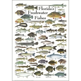 Earth Sky + Water - Florida’s Freshwater Fishes - Poster