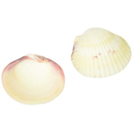 Sanko Terrestrial Hermit Crab Bait Shell Holder