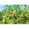 ALAYSTAR Garden Netting - Strong Mesh Protection -Vegetables Soft Fruits