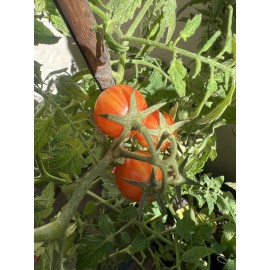 Own Organically Farm Grown "NEW" ORGANIC *2024* BUMBLE BEE CHERRY TOMATO 25 SEEDS SWEET TOMATO SUMMER 2024*