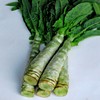 Lettuce Seeds - Summer 38 Celtuce - 2 g Packet