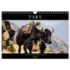 Yaks - on Stony Paths (Wall Calendar 2026 DIN A4