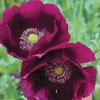 10,000 Heirloom Organic Lauren's Grape Papavaer Somniferum Poppy Seeds. Non-GMO