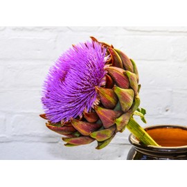 Artichoke 20 Seeds for Planting Non-GMO