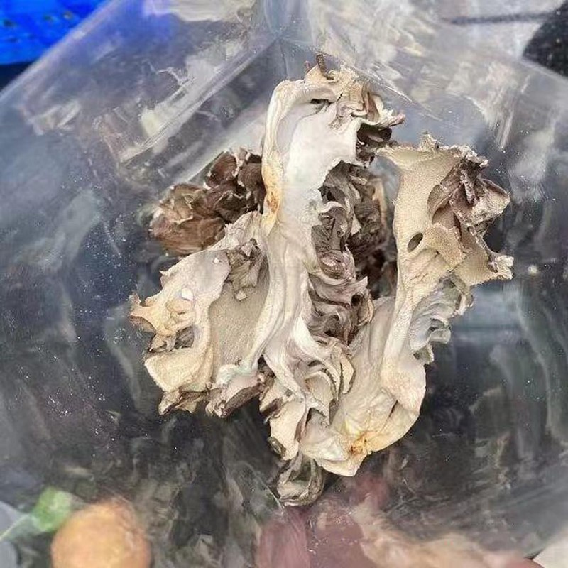 Maitake Mushroom Huishuhua (250g(8.82oz))