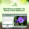 Outsidepride Spiderwort Seeds - 1000 Pcs. Perennial, Drought Tolerant &