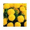 Park Seed Vibrant Inca II Yellow Hybrid Marigold Flower Seeds,