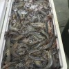 Bait Binder® - The 'Original' - Shrimp, Crab, Crawfish, Chum