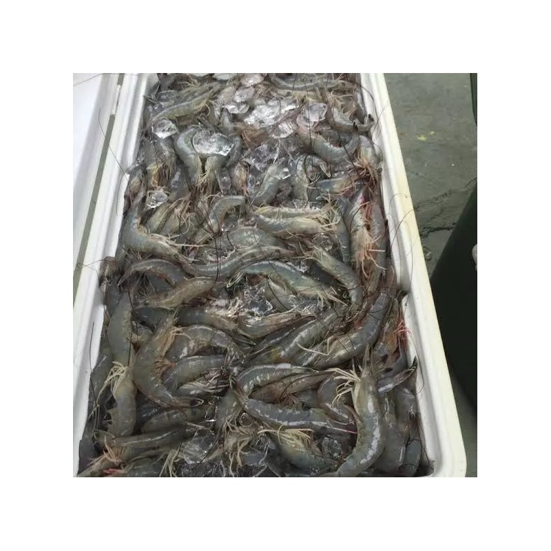 Bait Binder® - The 'Original' - Shrimp, Crab, Crawfish, Chum