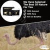 bonballoon Egyptian Elhawag Ostrich Cream Al Hawaj Alhawag El Hawag