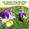 Outsidepride Johnny Jump Up Viola Wild Flower Seeds - 5000