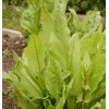 Southeast Seeds Large Leaf Sorrel Seeds, NON-GMO, Heirloom, Variety Sizes,