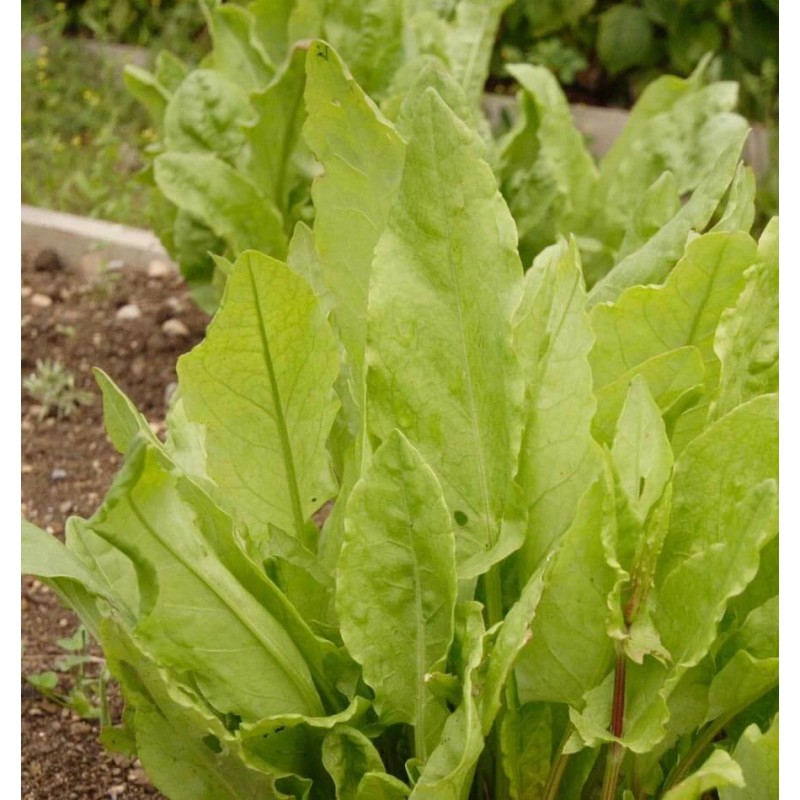 Southeast Seeds Large Leaf Sorrel Seeds, NON-GMO, Heirloom, Variety Sizes,