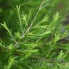 Tea Tree 30ml Tea Tree Incense Essential Oil Aromatic Oil
