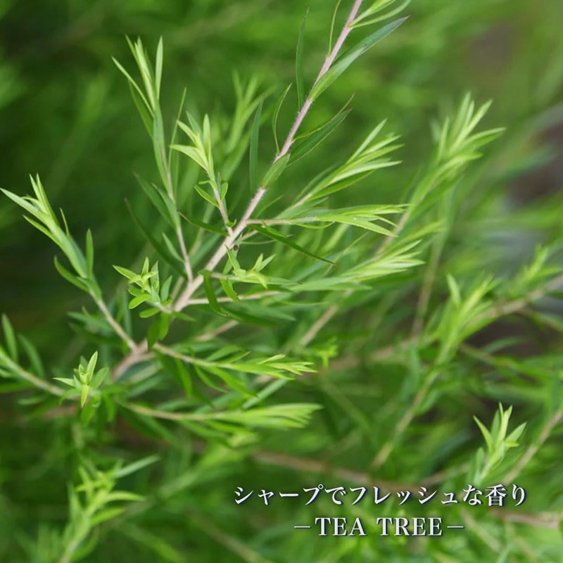 Tea Tree 30ml Tea Tree Incense Essential Oil Aromatic Oil
