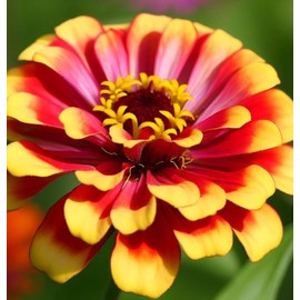 Zinnia elegans 'Sombrero' (Zinnia, Bi-Colored - Sombrero) Flower Seeds, Easy to Grow, Long-Lasting Blooms, Eye-Catching Flowers, Seeds by MySeeds.Co, You Choose The Amount (1 oz)