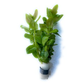 SubstrateSource Bacopa caroliniana Lemon Bacopa Live Aquarium Plant - Weighted Bunch