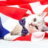 4th of July Cat Bow Tie Collar with Bell, Independence