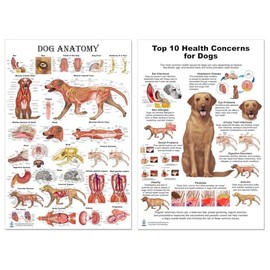 Blue Tree Publishing Dog anatomy and 10 Health Concern 2 chart set, Anatomy & Veterinary Physiology Canine - For Vet Nurses And Students, 24 x 36inch