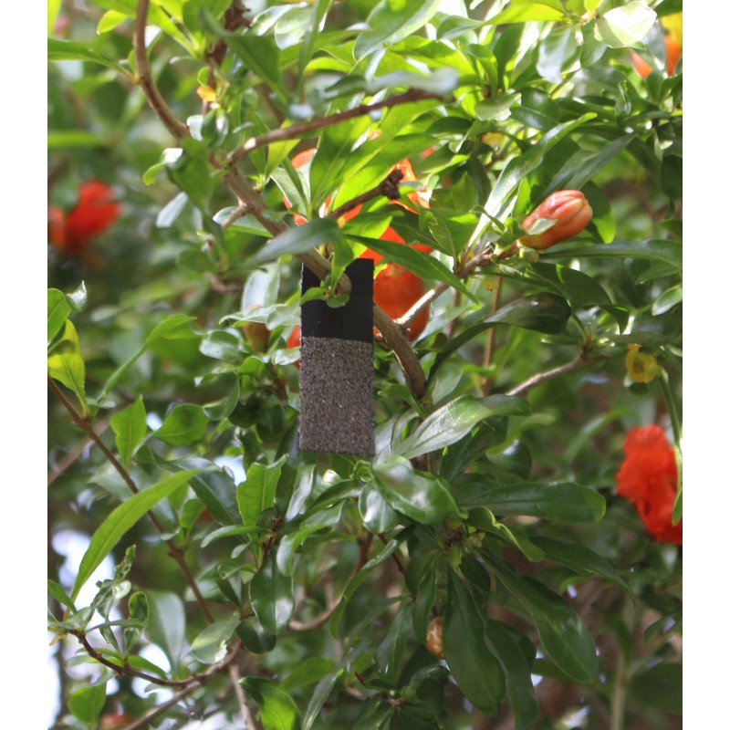 NaturesGoodGuys Bug Sales Caterpillar & Moth Exterminator- Trichogramma 15 Squares