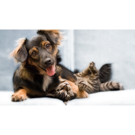 cat Digestive aid - Pet Digestive Aid - Probiotics - for Dogs and Cats - Chewable - cat Stomach Sensitive - 2 Bottle (120 Chews)