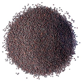 Food to Live Broccoli Seeds for Sprouting, 4 Ounces – Vegan, Kosher, Sirtfood, Bulk. Rich in Sulforaphane, Vitamin C, Vitamin A. Great for Growing Sprouts, Microgreens. High Germination Rate