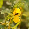 Outsidepride Partridge Pea - 1000 Seeds
