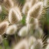 22Day Seeds: Seeds Bunny Tail/Annual Ornamental Plant Grass