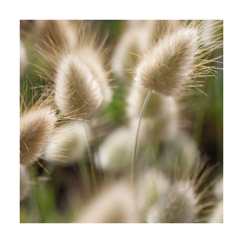 22Day Seeds: Seeds Bunny Tail/Annual Ornamental Plant Grass