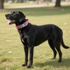 AKOFIC Tactical Dog Collar, Heavy Duty Wide Dog Collar with